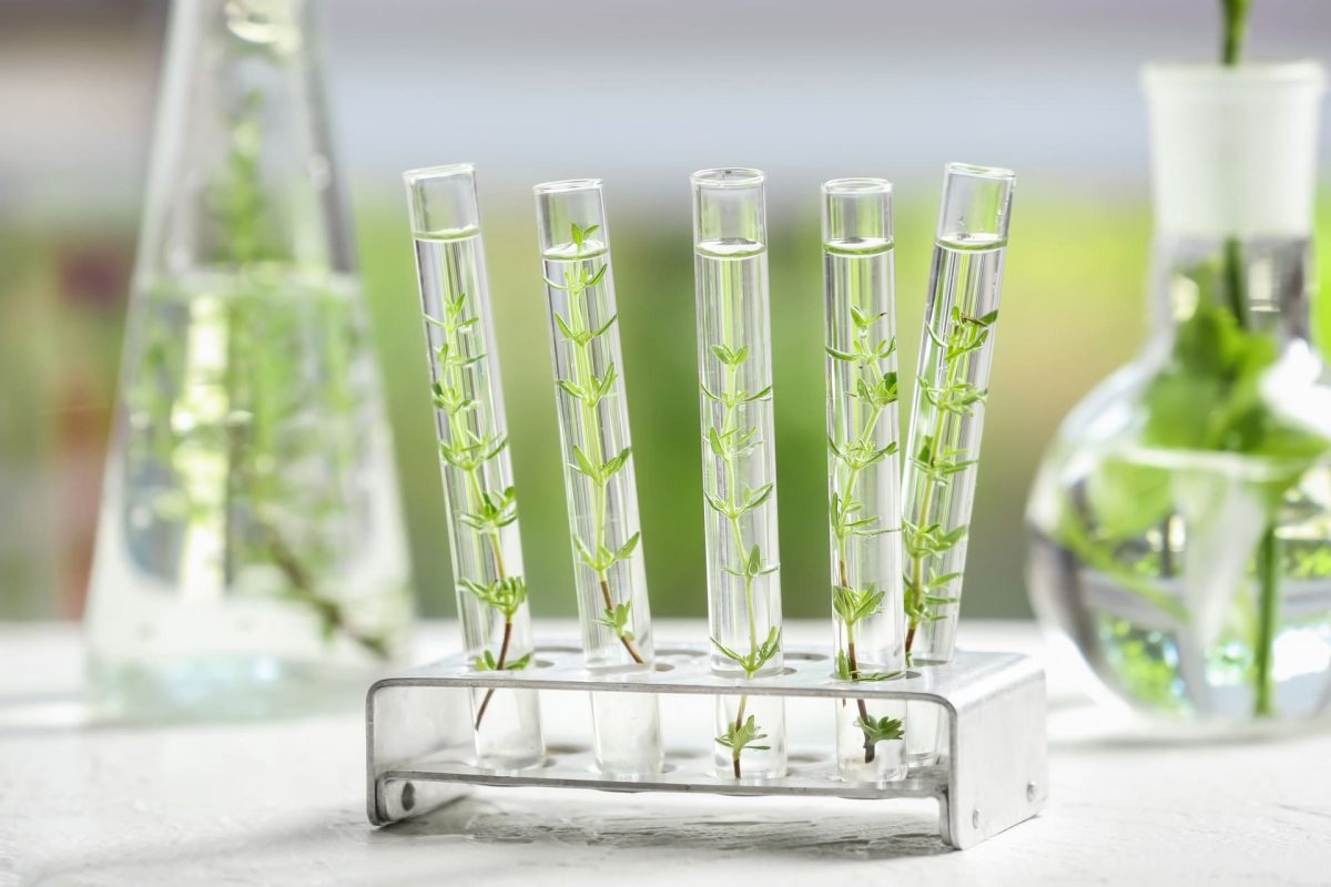 Chaire UNESCO Chimie Verte et Durable du Végétal